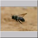 Andrena vaga - Weiden-Sandbiene -11- 07.jpg